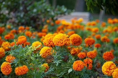 Xesas marigold/gende ka phool flower seeds Seed(75 per packet)