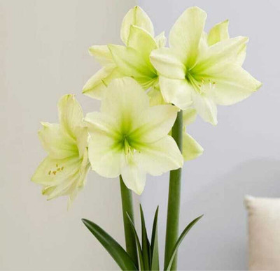 Leafy Heaven amaryllis lily for summer pack of 5 bulbs Seed(5 per packet)