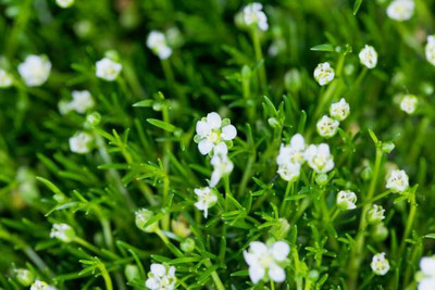 saheli gypsophila flower Seed(100 per packet)