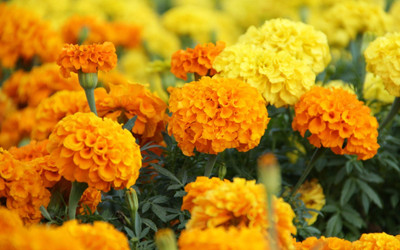 Seedsqlty marigold seeds all colours, high germination (500 seeds) Seed(500 per packet)