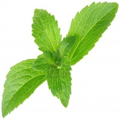 ENINE Stevia Seeds Stevia Sweet Leaves Candy Leaf Seeds Herb Seeds 10 Beej GT3 Seed(10 per packet)