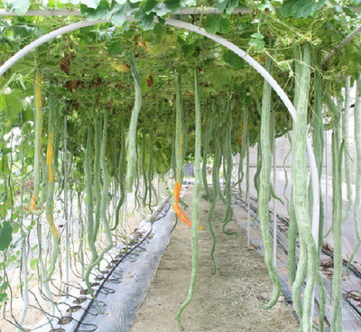 Quentova Snake Gourd White Long-ROC-6W Seed(40 per packet)