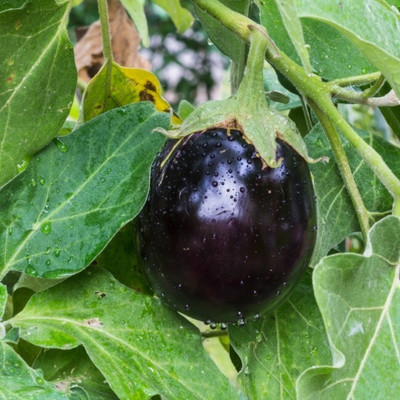 Avysa Brinjal Seed(300 per packet)