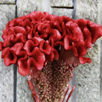 UGRA Cockscomb red seeds Seed(15 per packet)