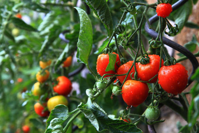 XOLDAA tomato Seed(105 per packet)