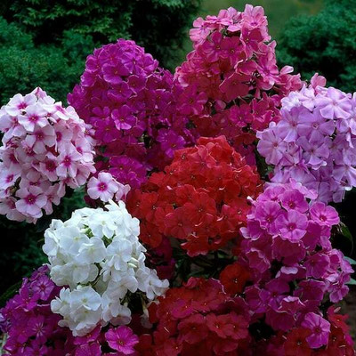 XOLDA Exotic phlox Seed(15 per packet)