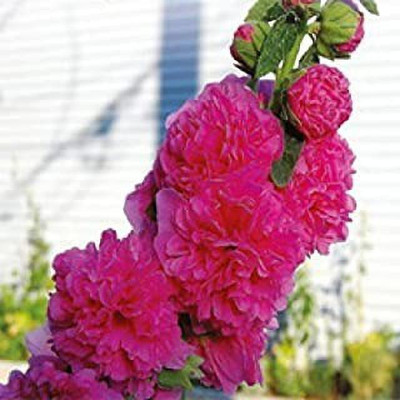 MAA Holly Hock Seed(38 per packet)