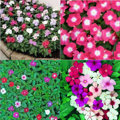ibains Nayantara flower seeds multi color bij 37 Seed(37 per packet)