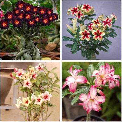 CRGO ADENIUM Seed(65 per packet)