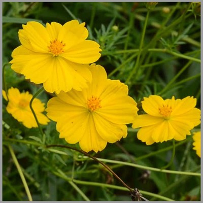 CYBEXIS Cosmos Yellow (Mexican Aster) Flower Seeds Seed(25 per packet)