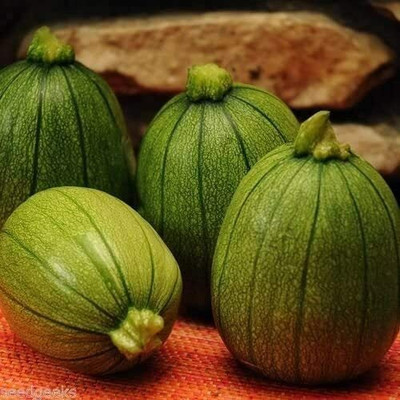 CYBEXIS Tatuma Zucchini Summer Squash Vegetable Seeds400 Seeds Seed(400 per packet)