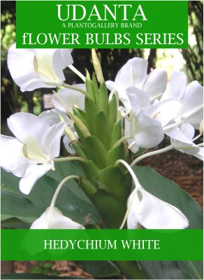 Udanta Hedychium Flower Bulbs For Home Gardening - Set of 20pcs Seed(20 per packet)