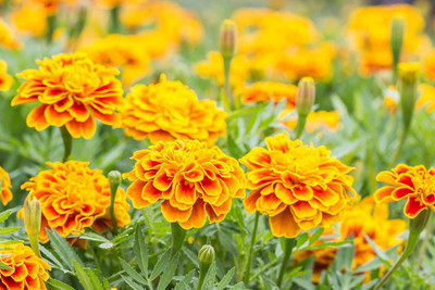 KANAYA Marigold Flower Seed(550 per packet)