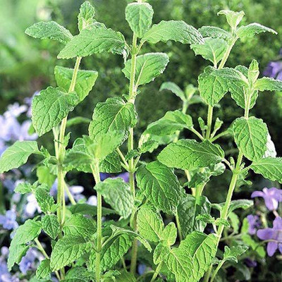 CYBEXIS HUA-48 - Strawberry Mint Herb - (1350 Seeds) Seed(1350 per packet)
