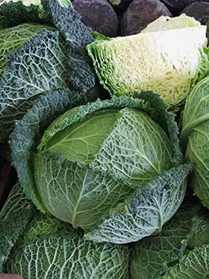 WILLVINE HUA -XIII Seeds Savoy Cabbage Vertus Beautiful [2.5g] Seed(750 per packet)