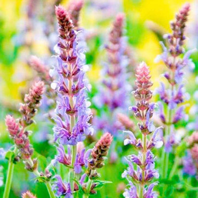 KANAYA Salvia Mixed Seed(80 per packet)