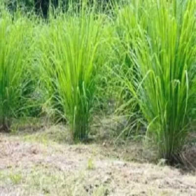 MAA Lemon Grass Seed(280 per packet)