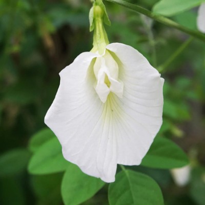 SREE Aparajita Double Mixed Seeds All Color, Butterfly Pea Seeds, Clitoria Ternatea Seed(35 per packet)