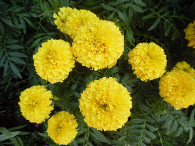 eShoptail marigold/gende ka phool flower seeds Seed(50 per packet)