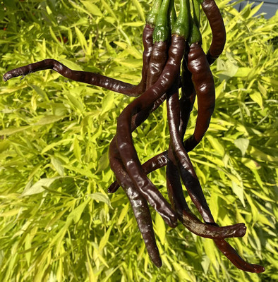 KNESSiN Thunder Mountain Brown Cayenne Pepper Seeds For Gardening-(1200 Seeds) Seed(1200 per packet)
