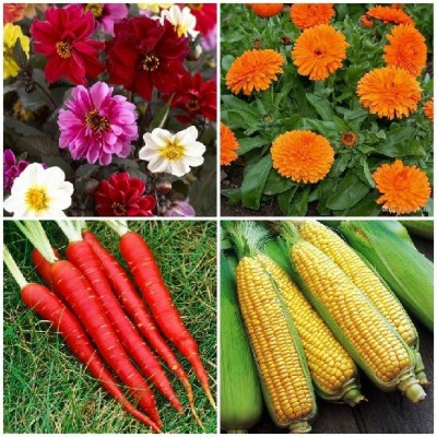 R-DRoz Dahlia Single Petal Flowers, Desi Corn, Carrot Red & Calendula Flowers Seed(4 per packet)