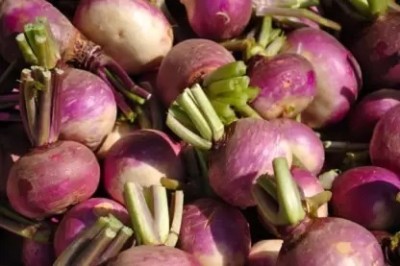 MAA Turnip, Shalajam Seed(28 per packet)