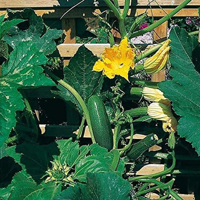 CYBEXIS Low in Fat Green Plant Rustic Zucchini400 Seeds Seed(400 per packet)