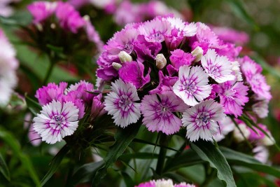 XOLDA Exotic sweet william Seed(42 per packet)