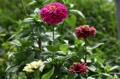 GREENSEA Hybrid Zinnia Flower Seed(22 per packet)