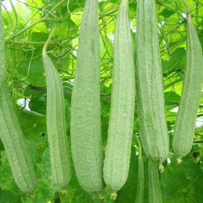 Qualtivate XXX-1A Angled Ridge Gourd Turai Seed(50 per packet)