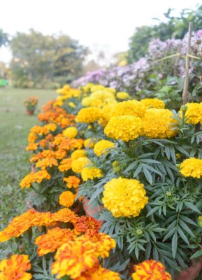 Sona mushroom farm marigold,gende ka phool seeds Seed(20 per packet)