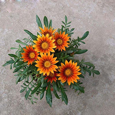 KANAYA Gazania Starlight Dwarf Seed(80 per packet)
