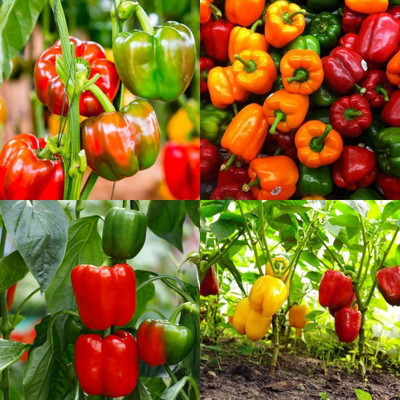 ibains Capsicum seeds combo shimla mirchi pack of 170 Seed(170 per packet)