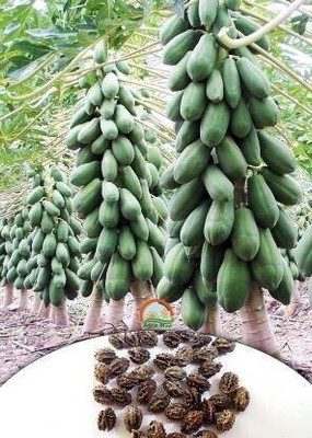 THAMMAR papaya F1 Hybrid Seed(10 per packet)