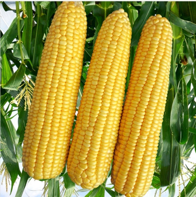HYBRID 250g corn seeds Highest yield variety long bhutta Seed(250 g)