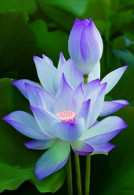 BALCONYPLANTX worlds rare LOTUS ( KAMAL ) flower Seed(16 per packet)
