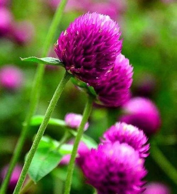 STARKC Gomphrena- Purple Flower Seed(80 per packet)