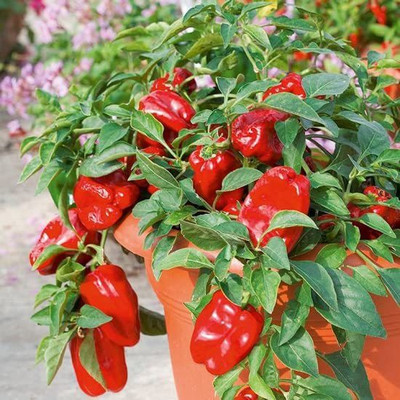 VibeX ® XXL-177 CAPSICUM Big Red Chili Pepper Seeds Seed(200 per packet)