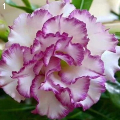 Qualtivate PAU-117 Adenium Obesum Desert Roses Seed(30 per packet)