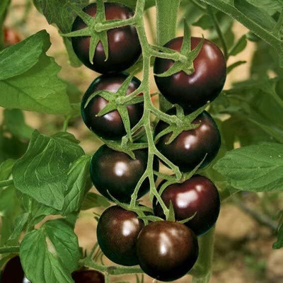 Biosnyg High Germination Black Cherry Tomato Summer Seeds For Planting - (4000 Seeds) Seed(4000 per packet)