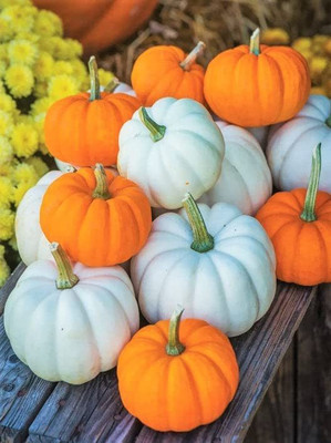 WILLVINE TLX-677 Mini Mix Pumpkin Seeds Seed(50 per packet)