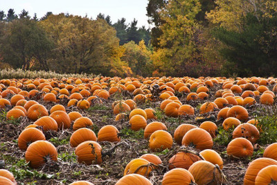 KNESSiN Early-Maturing Jack O Lantern Pumpkin Seeds For Gardening (400 Seeds) Seed(400 per packet)