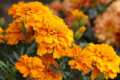 Click to buy marigold/gende ka phool flower seeds Seed(25 per packet)