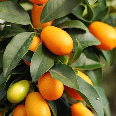 Aywal Bonsai Imported MANDARIN ORANGE PLANT Seed(31 per packet)