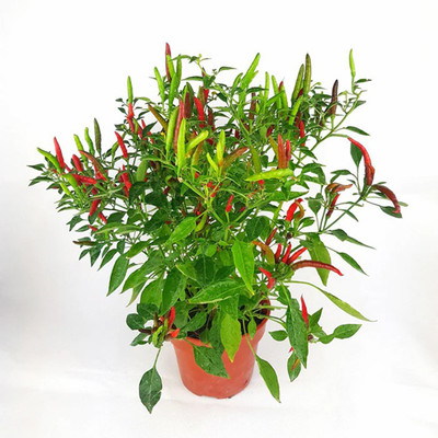 SREE Green Chilli Seed, Red Chilli Original Hybird Seed, Mirchi,Chilli Seed(120 per packet)