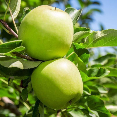 ACMS GREEN APPLE KASHMIRI SEEDS FOR HOME AND GARDEN Seed(30 per packet)