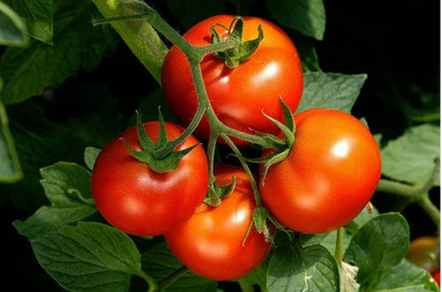 WILLVINE F1 Hybrid Better Boy Tomato Seeds [10g, 3000 Seeds] Seed(3000 per packet)