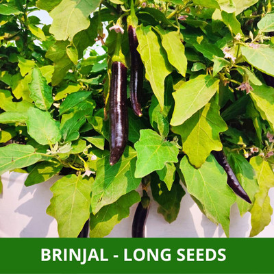 Biosnyg PURPLE LONG BRINJAL For Planting ( Seeds) Seed(2000 per packet)