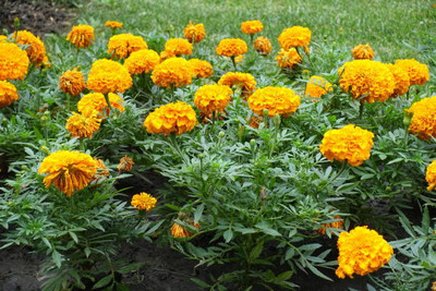 ABN Retail marigold/gende ka phool flower seeds Seed(50 per packet)