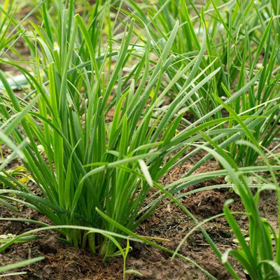 KNESSiN Open-Pollinated Chinese Chives Seeds for Home Gardening-(2400 Seeds) Seed(2400 per packet)